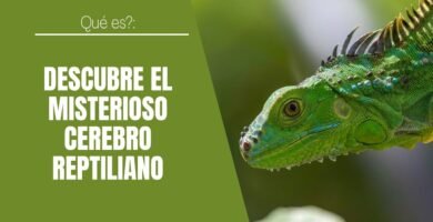 Cómo influye la iluminación en el comportamiento reptiliano explicado paso a paso