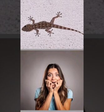 Cómo mantener limpia la casa de tu reptil adaptadas a reptiles grandes