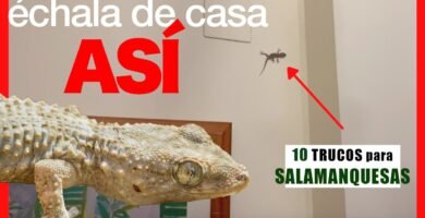 Cómo mantener limpia la casa de tu reptil en interiores