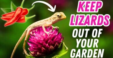 Cómo mantener limpia la casa de tu reptil en jardines