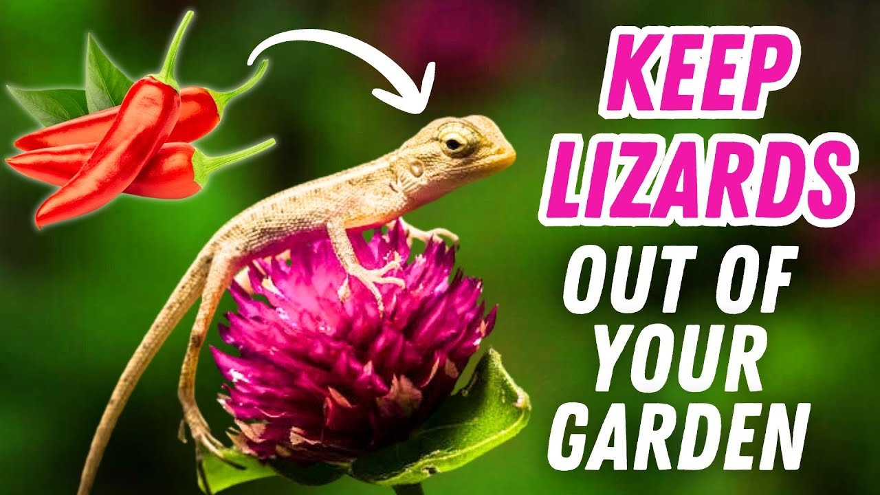 Cómo mantener limpia la casa de tu reptil en jardines