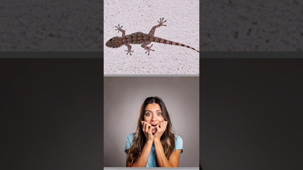 Cómo mantener limpia la casa de tu reptil en terrazas