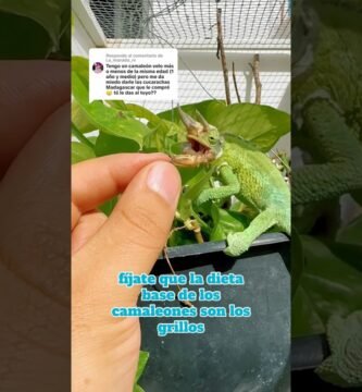 Cómo mantener limpia la casa de tu reptil para camaleones