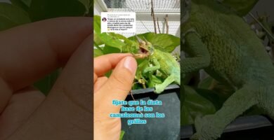 Cómo mantener limpia la casa de tu reptil para camaleones