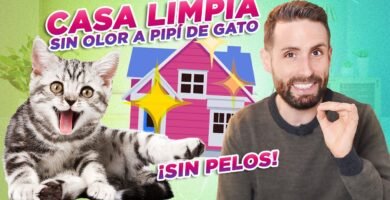 Cómo mantener limpia la casa de tu reptil para departamentos