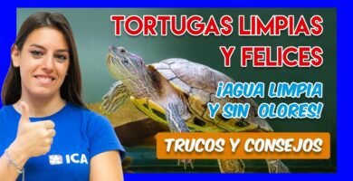 Cómo mantener limpia la casa de tu reptil para tortugas