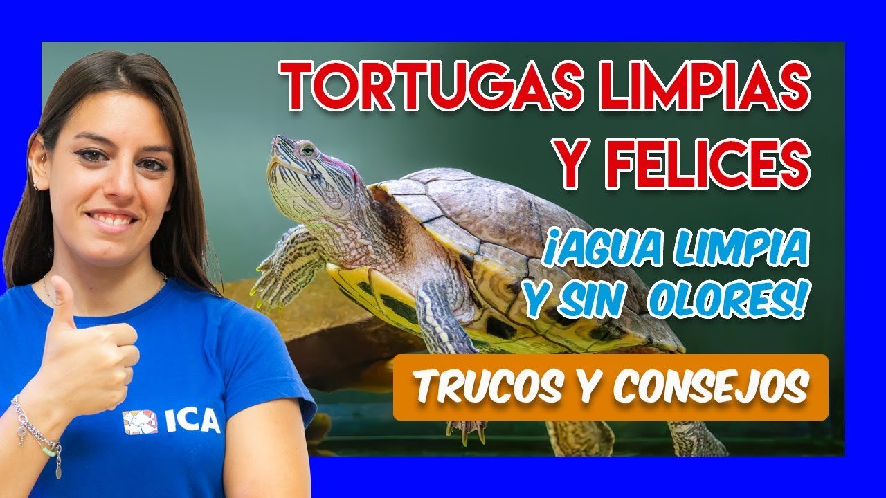 Cómo mantener limpia la casa de tu reptil para tortugas