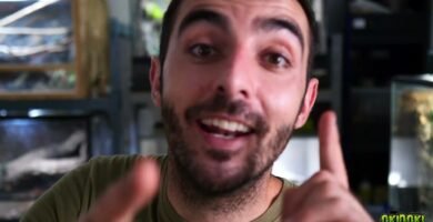 Errores comunes al cuidar un reptil en casa con bajo presupuesto