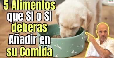 Guía completa para la alimentación saludable de reptiles con productos naturales