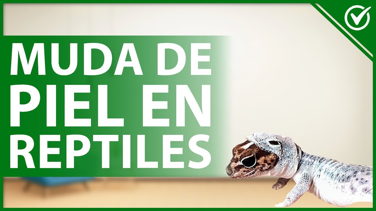 Nutrición para reptiles durante la muda de piel en clima tropical