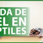 Nutrición para reptiles durante la muda de piel recomendada por expertos en reptiles