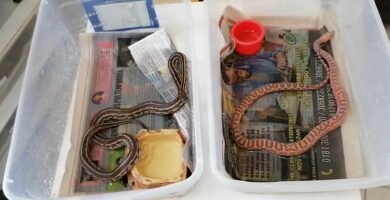 Nutrición para reptiles durante la muda de piel sin afectar su digestión