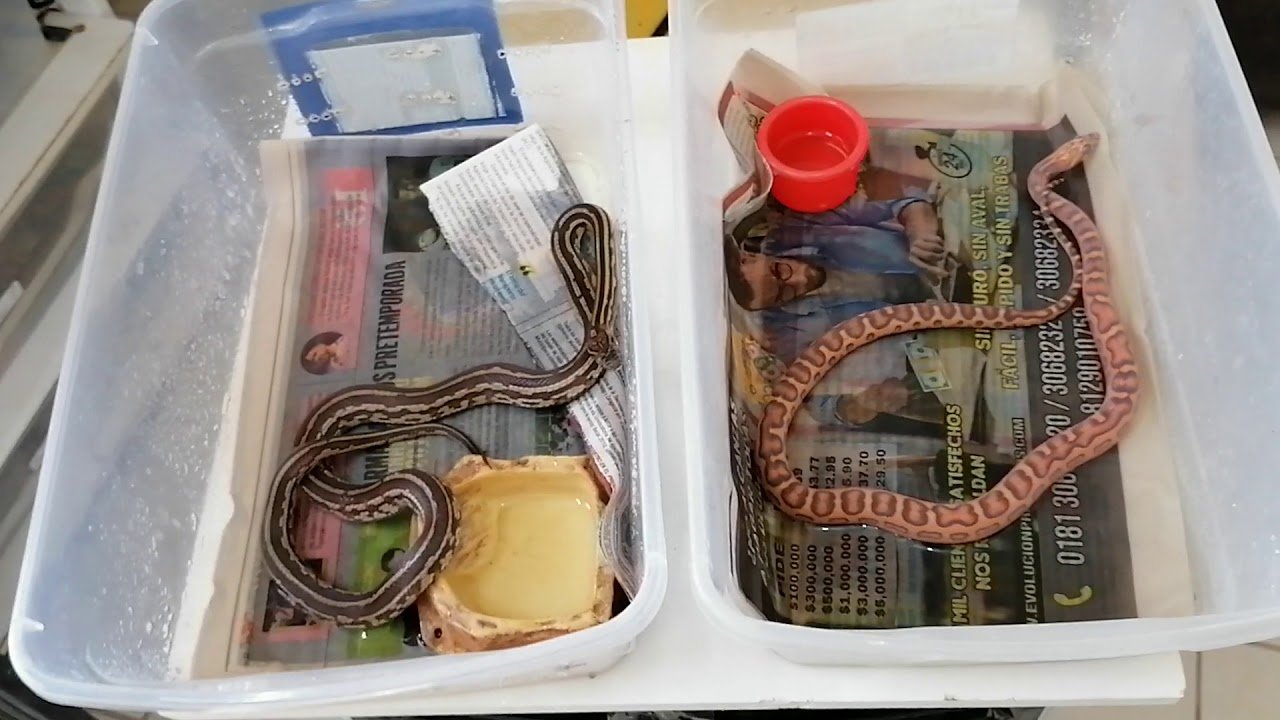 Nutrición para reptiles durante la muda de piel sin afectar su digestión