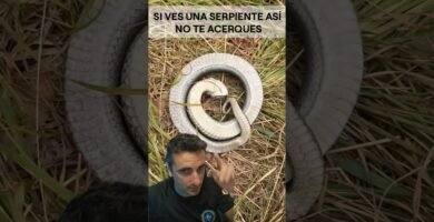 Señales de aburrimiento en reptiles domésticos en climas cálidos