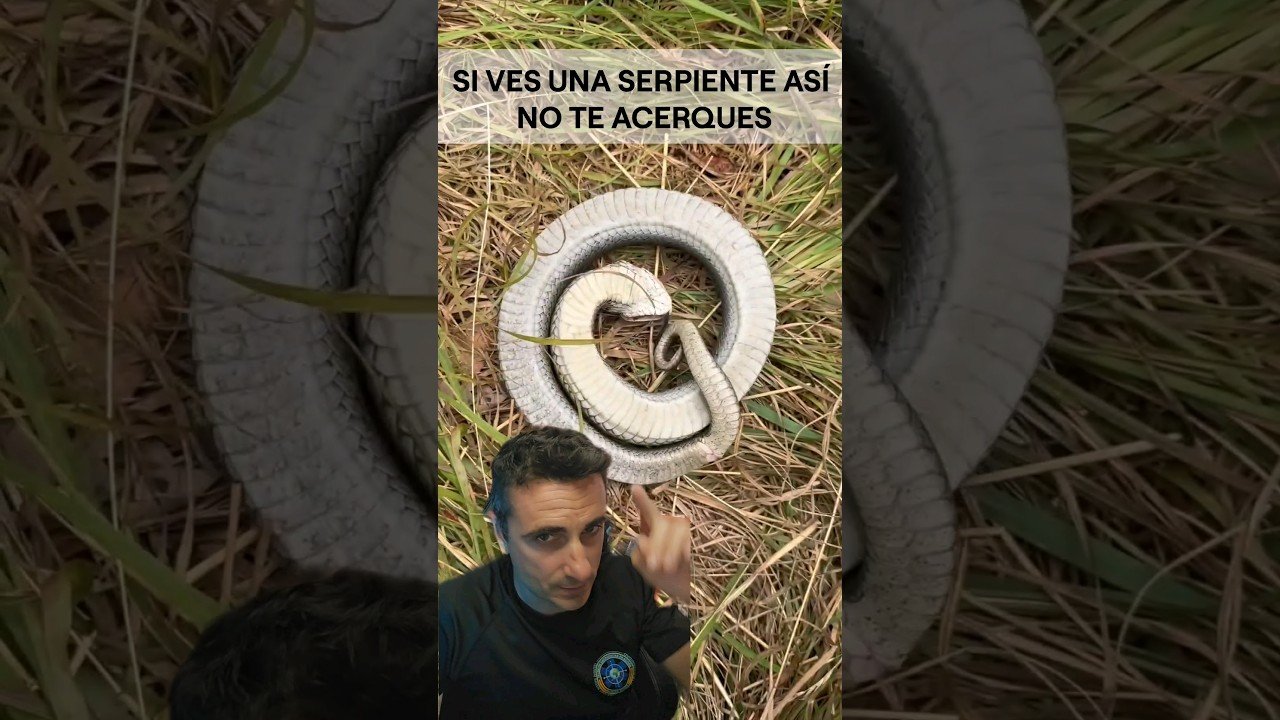 Señales de aburrimiento en reptiles domésticos en climas cálidos