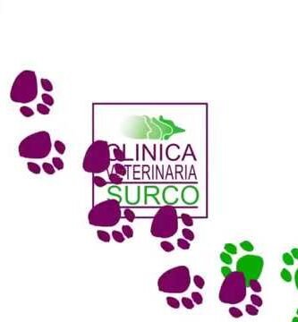 Señales de aburrimiento en reptiles domésticos explicado por veterinarios