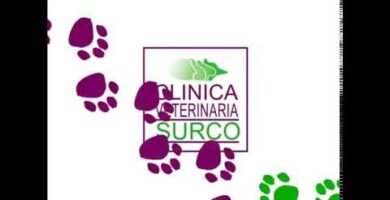 Señales de aburrimiento en reptiles domésticos explicado por veterinarios