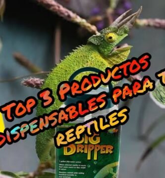 Accesorios que no pueden faltar en casas de reptiles recomendado por veterinarios