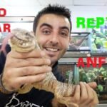 Guía completa para la alimentación saludable de reptiles explicados por expertos
