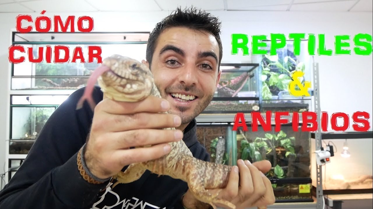 Guía completa para la alimentación saludable de reptiles explicados por expertos