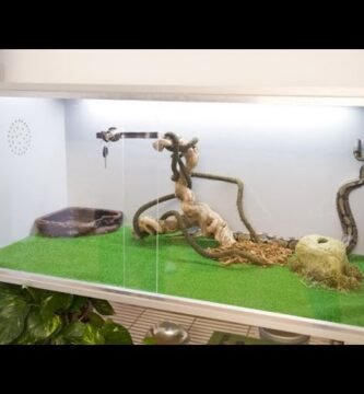 Ideas de casas de reptiles con materiales reciclados en climas cálidos
