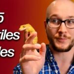 Señales de aburrimiento en reptiles domésticos en espacios pequeños