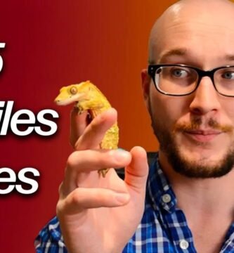 Señales de aburrimiento en reptiles domésticos en espacios pequeños