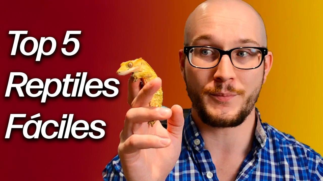 Señales de aburrimiento en reptiles domésticos en espacios pequeños